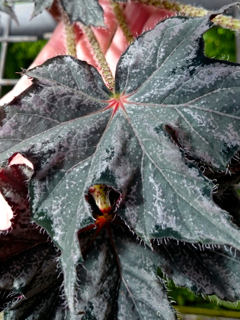 B. ‘Cherrybrook Star’